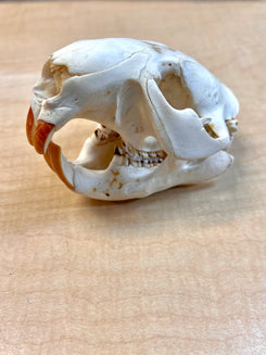 Ethically Sourced North American Beaver Skull (6"inch)