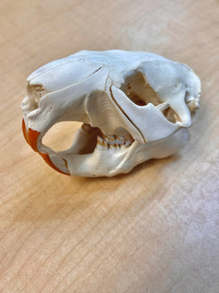 Ethically Sourced North American Beaver Skull (6.5"inch)