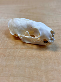 Ethically Sourced North American Mink Skull (3" inch)