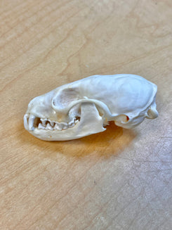 Ethically Sourced North American Marten Skull (3" inch)