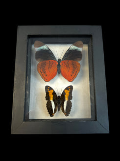 Real Butterfly  Taxidermy - "Panacea Regina" & "Adelpha Attica" - Ethically Sourced