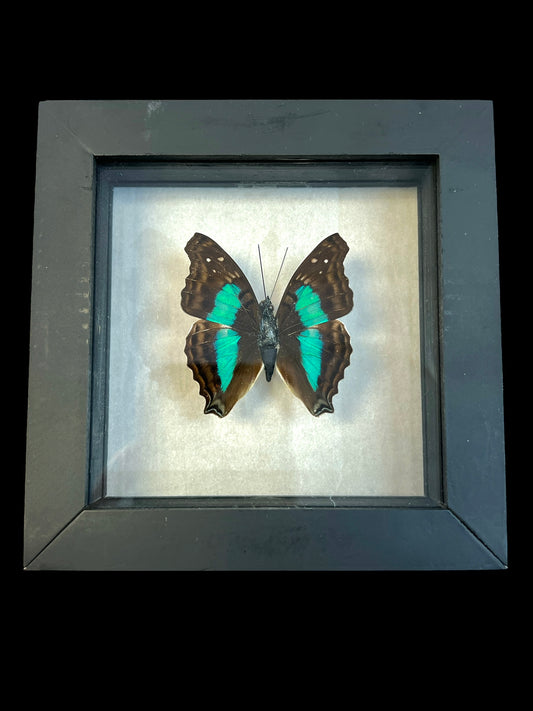 Real Butterfly  Taxidermy - "Doxocopa Laurentia" - Ethically Sourced