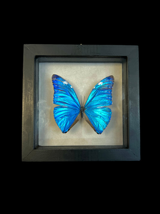 Real Butterfly  Taxidermy - "Morpho Marcus" - Ethically Sourced