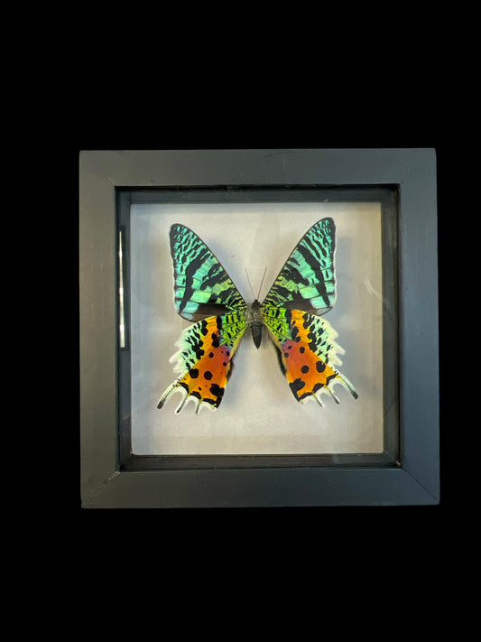 Real Butterfly  Taxidermy - "Urania Ripheus" - Ethically Sourced