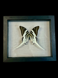 Real Butterfly  Taxidermy - "Papilio Androgles" - Ethically Sourced - Indonesia