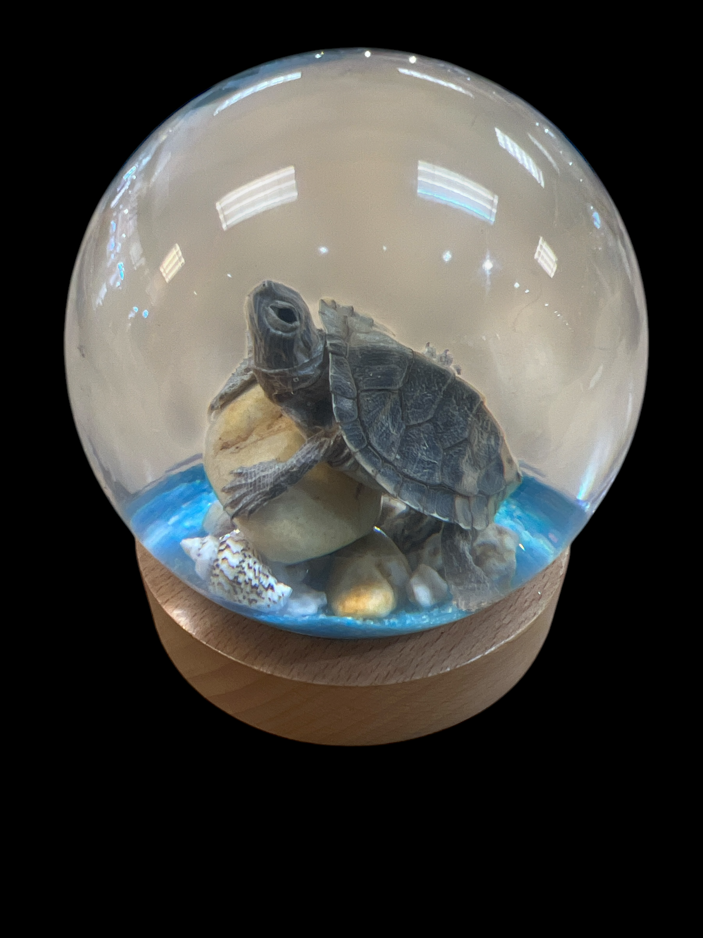 Real Taxidermy Tortoise - Ethically Sourced