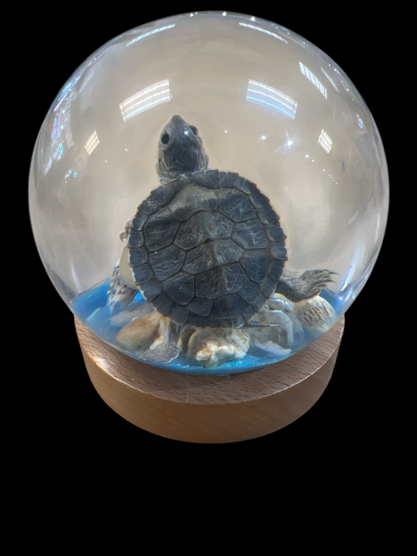 Real Taxidermy Tortoise - Ethically Sourced