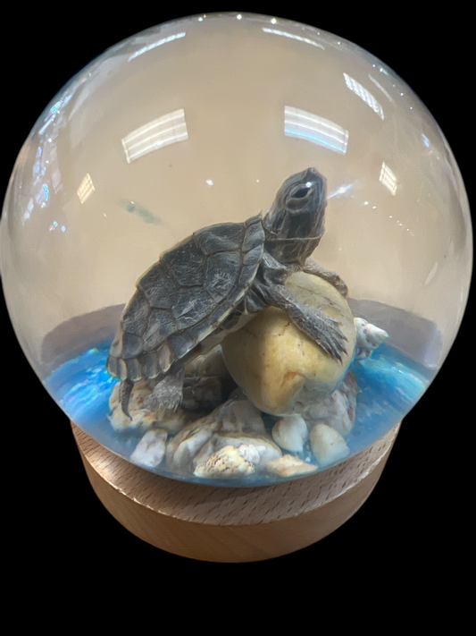 Real Taxidermy Tortoise - Ethically Sourced