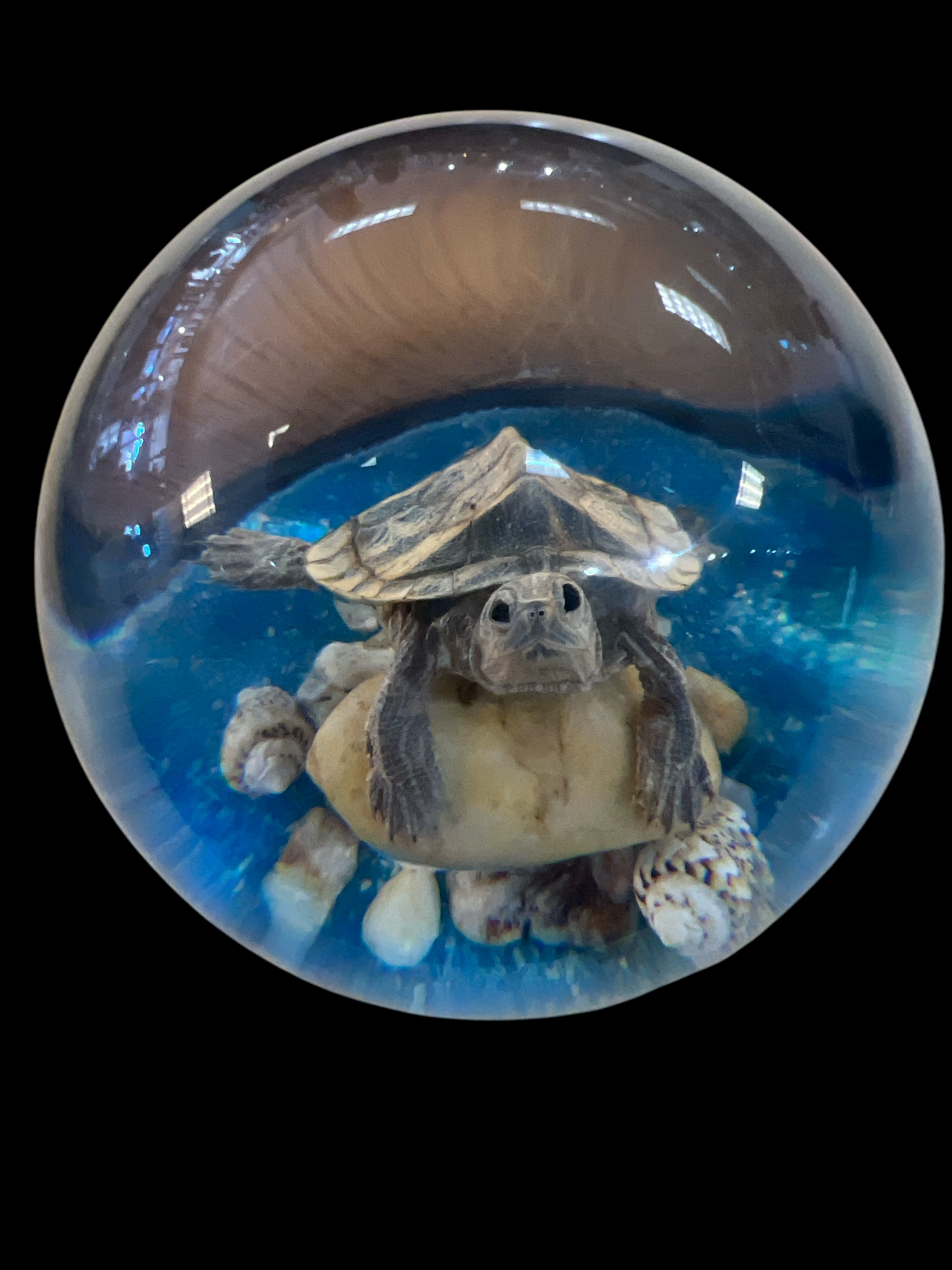 Real Taxidermy Tortoise - Ethically Sourced