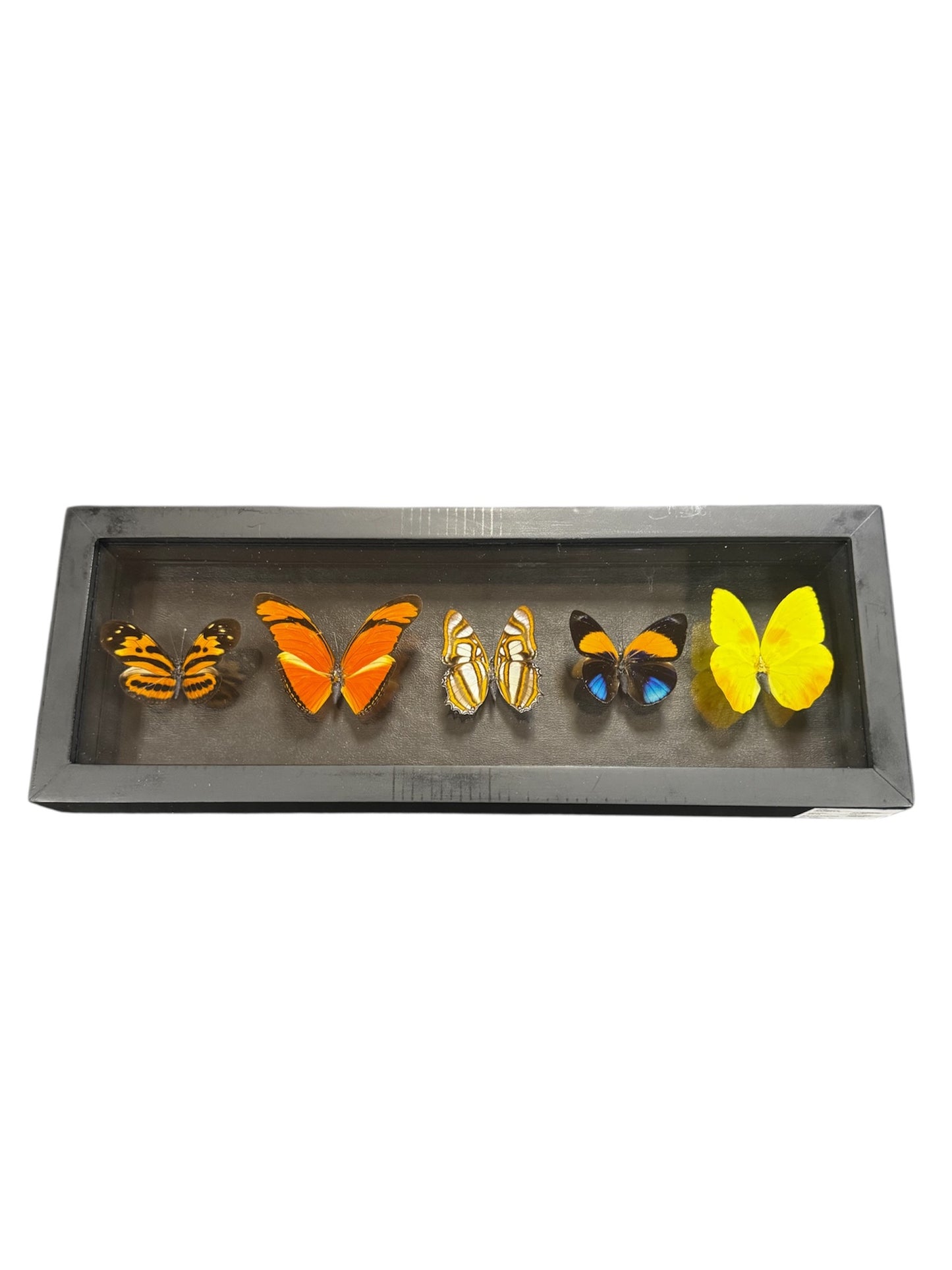 Real Butterfly Taxidermy - 5 Types - Ethically Sourced - Made In Peru