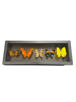 Real Butterfly Taxidermy - 5 Types - Ethically Sourced - Made In Peru