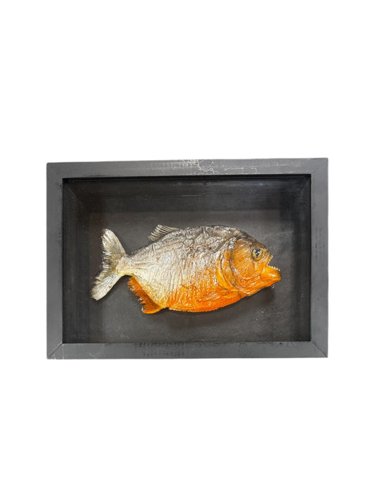 Real Taxidermy Piranha " Serrasalmus Nattereri" Ethically Sourced - Made In Peru