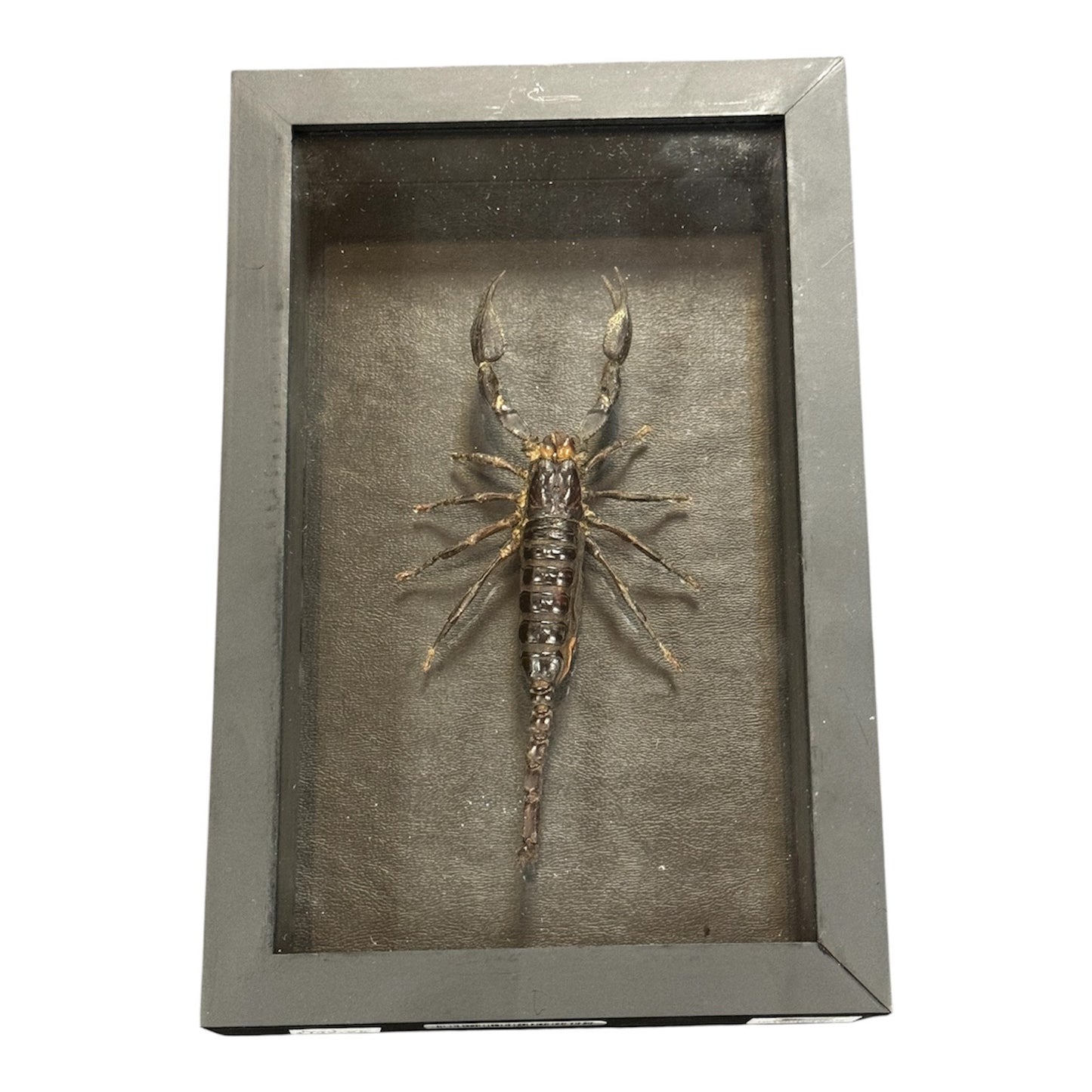 Real Taxidermy Scorpion - " Heterometrus Laoticus" Ethically Sourced - Made In Peru