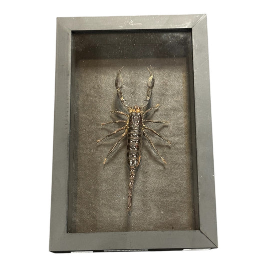 Real Taxidermy Scorpion - " Heterometrus Laoticus" Ethically Sourced - Made In Peru
