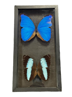 Real Taxidermy Butterfly - 2 Types - Ethically Sourced - Made In Peru