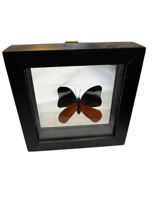 Real Taxidermy Butterfly - "Panacea Prola" - Ethically Sourced - Made In Peru