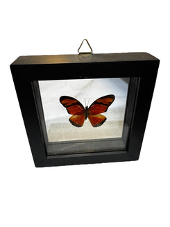 Real Taxidermy Butterfly - "Dryas Lulia" - Ethically Sourced - Made In Peru
