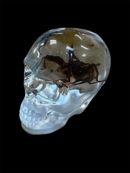 Real Taxidermy Spider - White Base Resin Skull Housing - Ethically Sourced