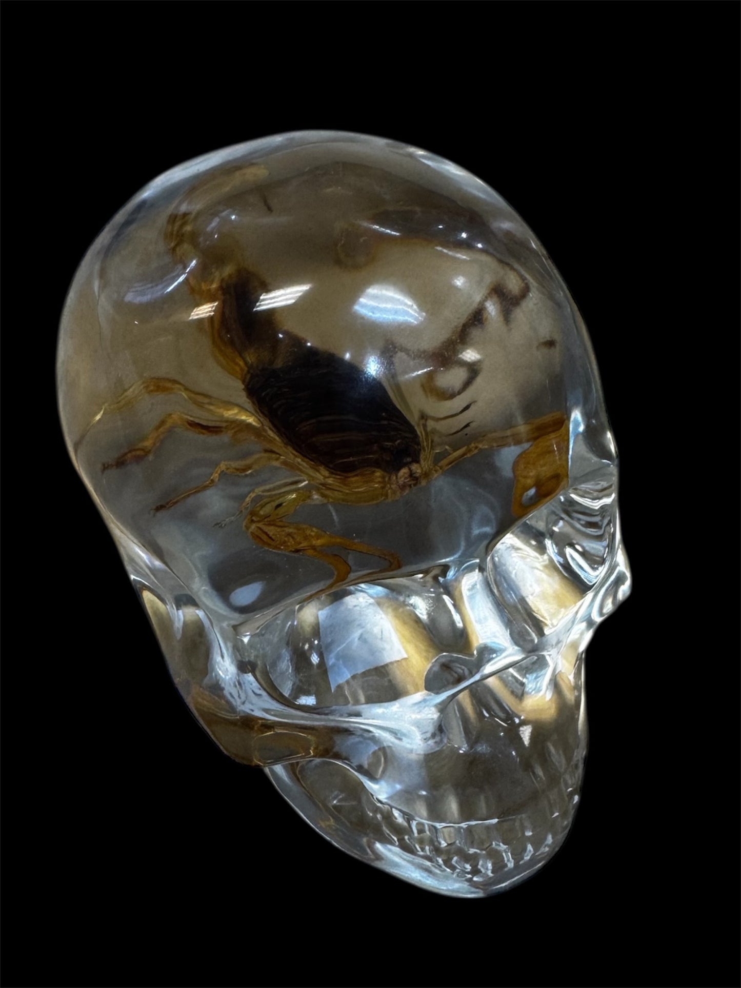 Real Taxidermy Scorpion - Translucent Resin Skull Housing - Ethically Sourced