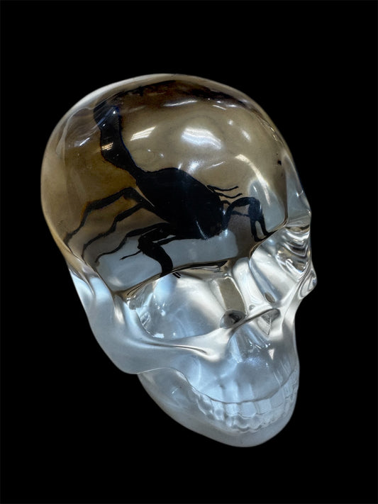 Real Taxidermy Scorpion - White Base Resin Skull Housing - Ethically Sourced