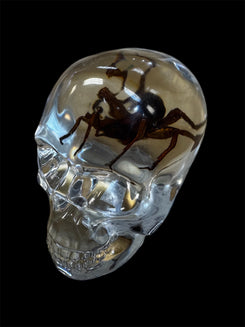 Real Taxidermy Spider - Translucent Resin Skull Housing - Ethically Sourced