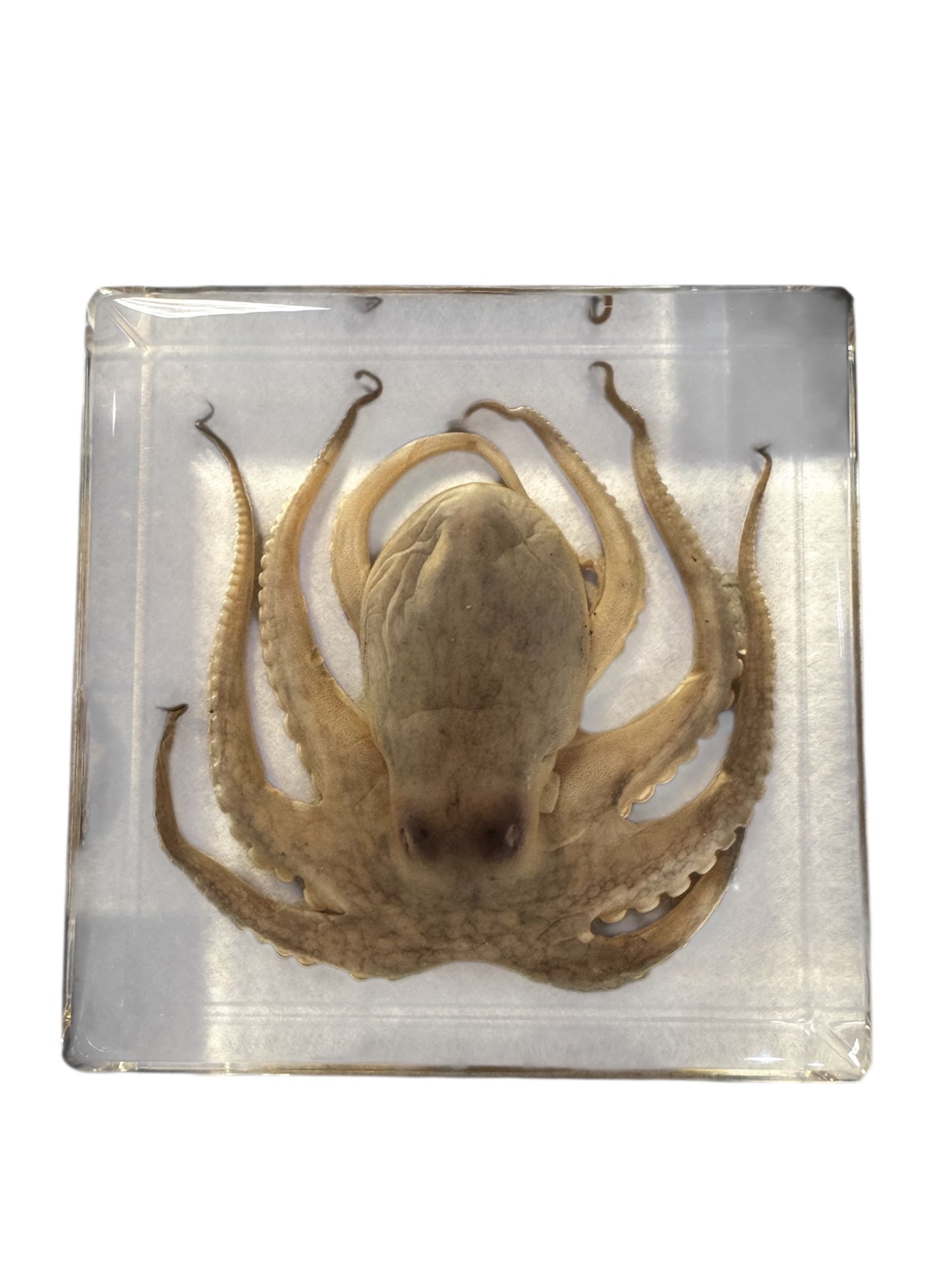 Real Taxidermy Octopus - Preserved In Resin - Ethically Sourced
