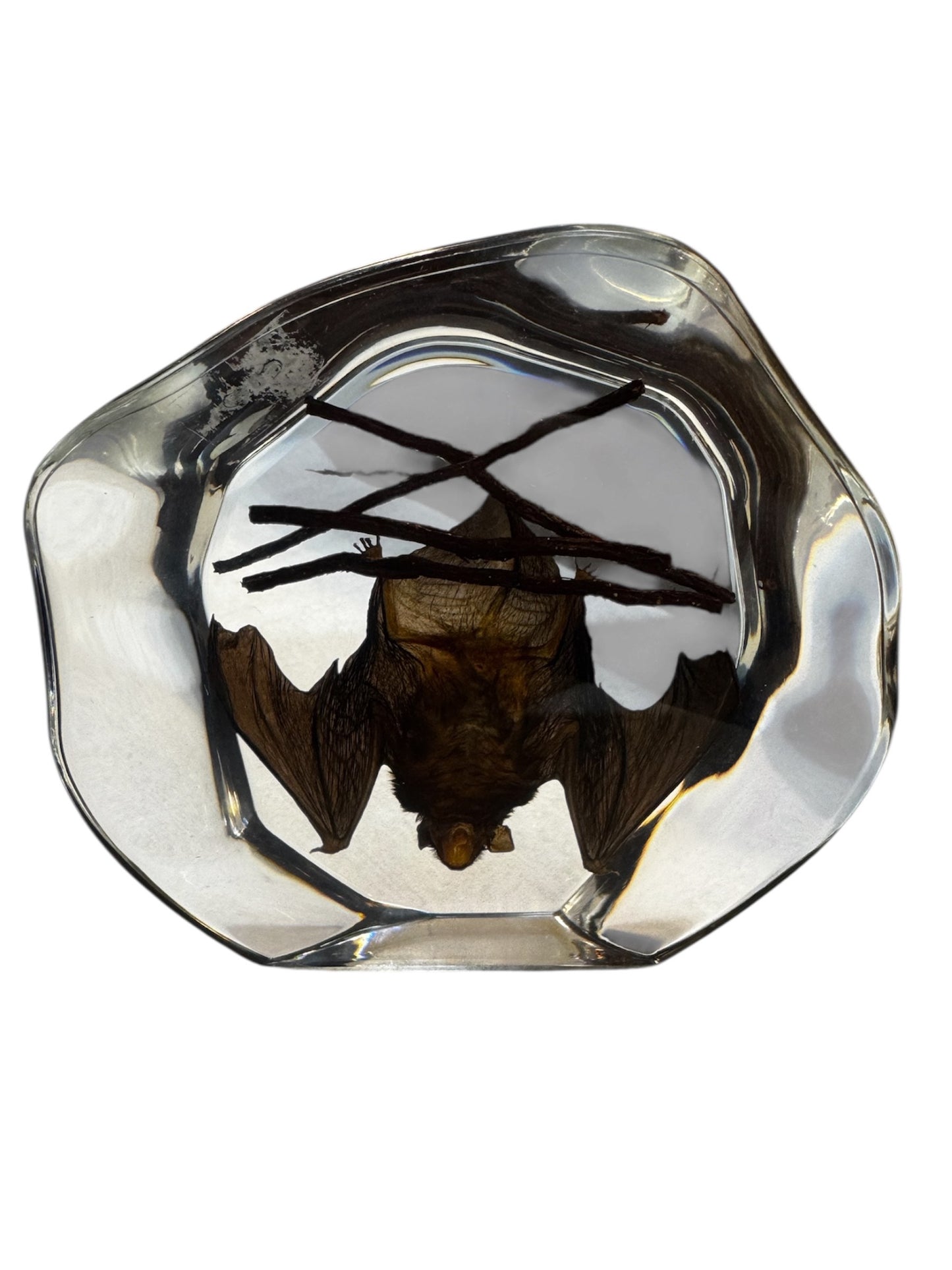Real Taxidermy Bat - Preserved In Resin - Ethically Sourced