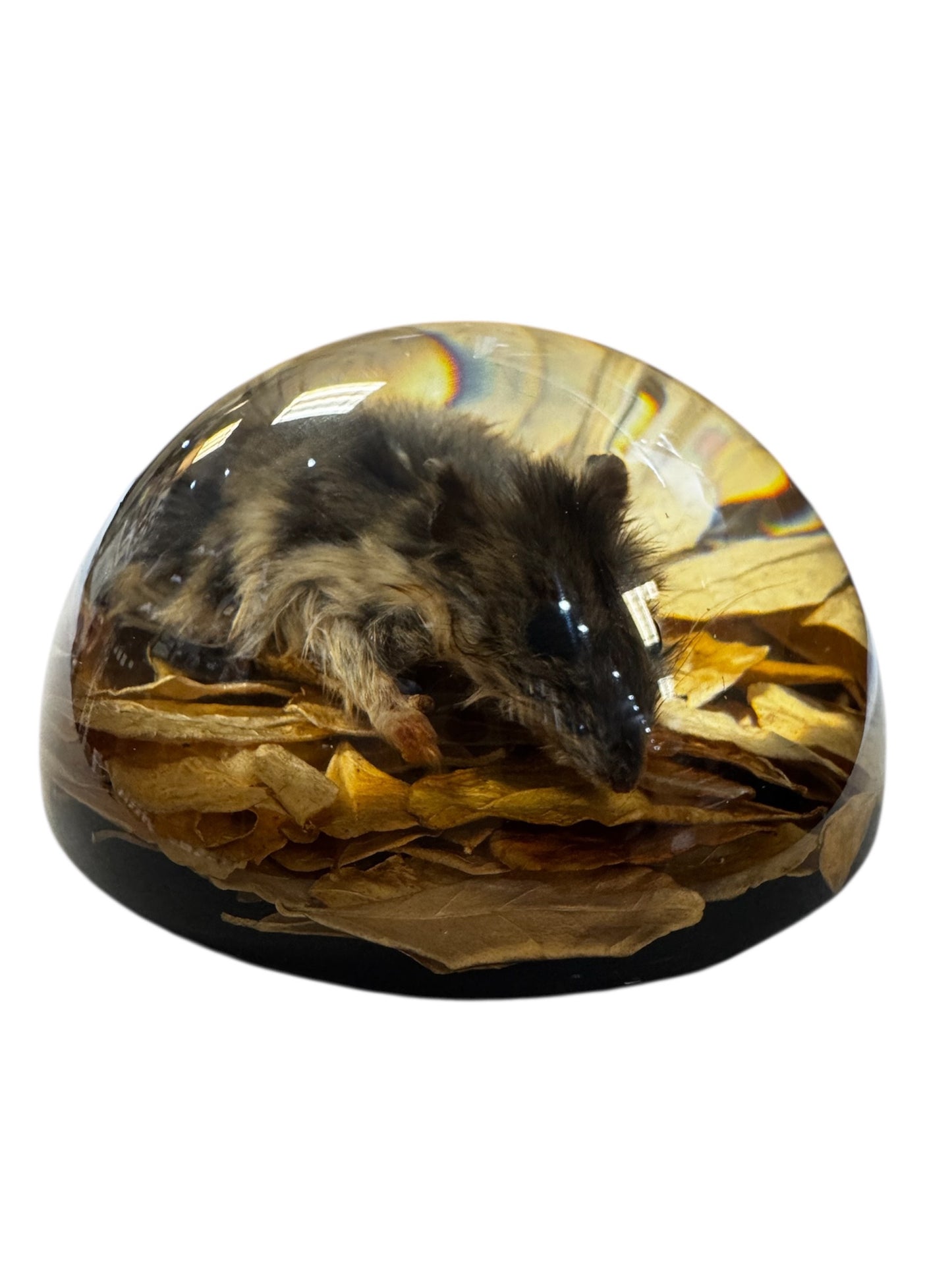 Real Taxidermy Mouse - Preserved In Resin Dome - Ethically Sourced