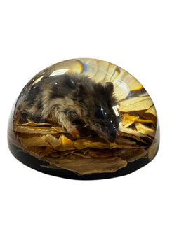 Real Taxidermy Mouse - Preserved In Resin Dome - Ethically Sourced