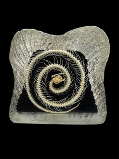 Real Taxidermy Snake Skeleton - Preserved In Resin - Ethically Sourced