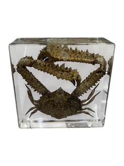 Real Taxidermy Elbow Crab - Preserved In Resin - Ethically Sourced