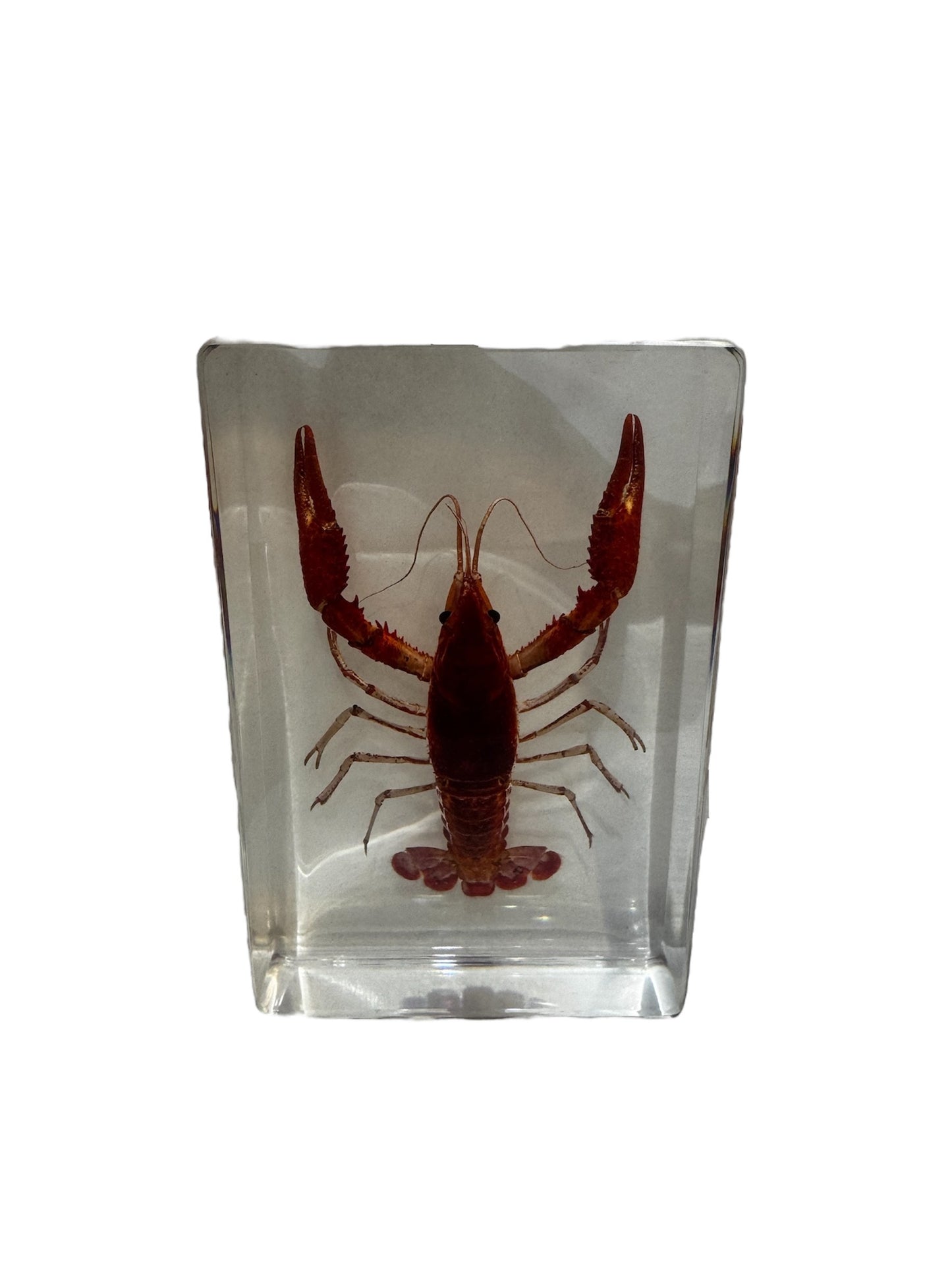 Real Taxidermy Crawfish - Preserved in Resin - Ethically Sourced