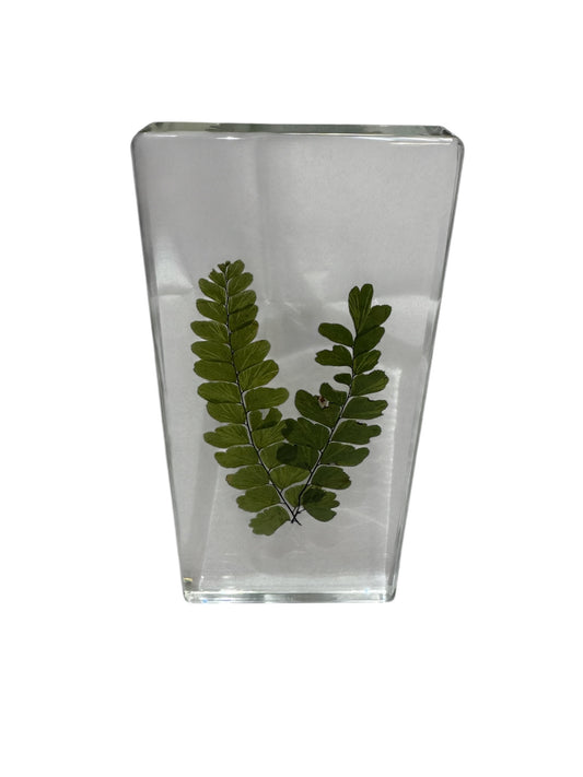 Real Preserved Fern Leaf - Encased in Resin - Ethically Sourced