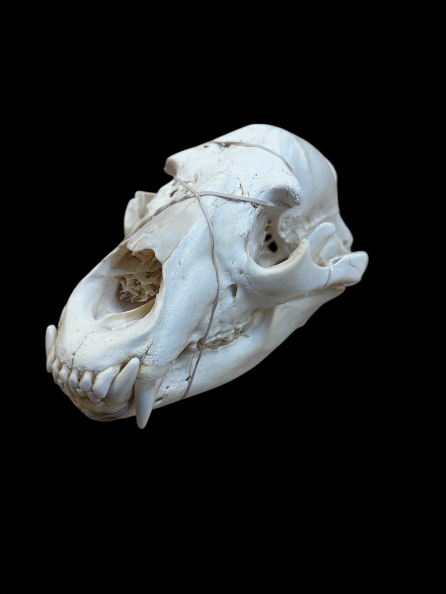Taxidermy Black Bear Skull - Ethically Sourced - 11" Inches Long