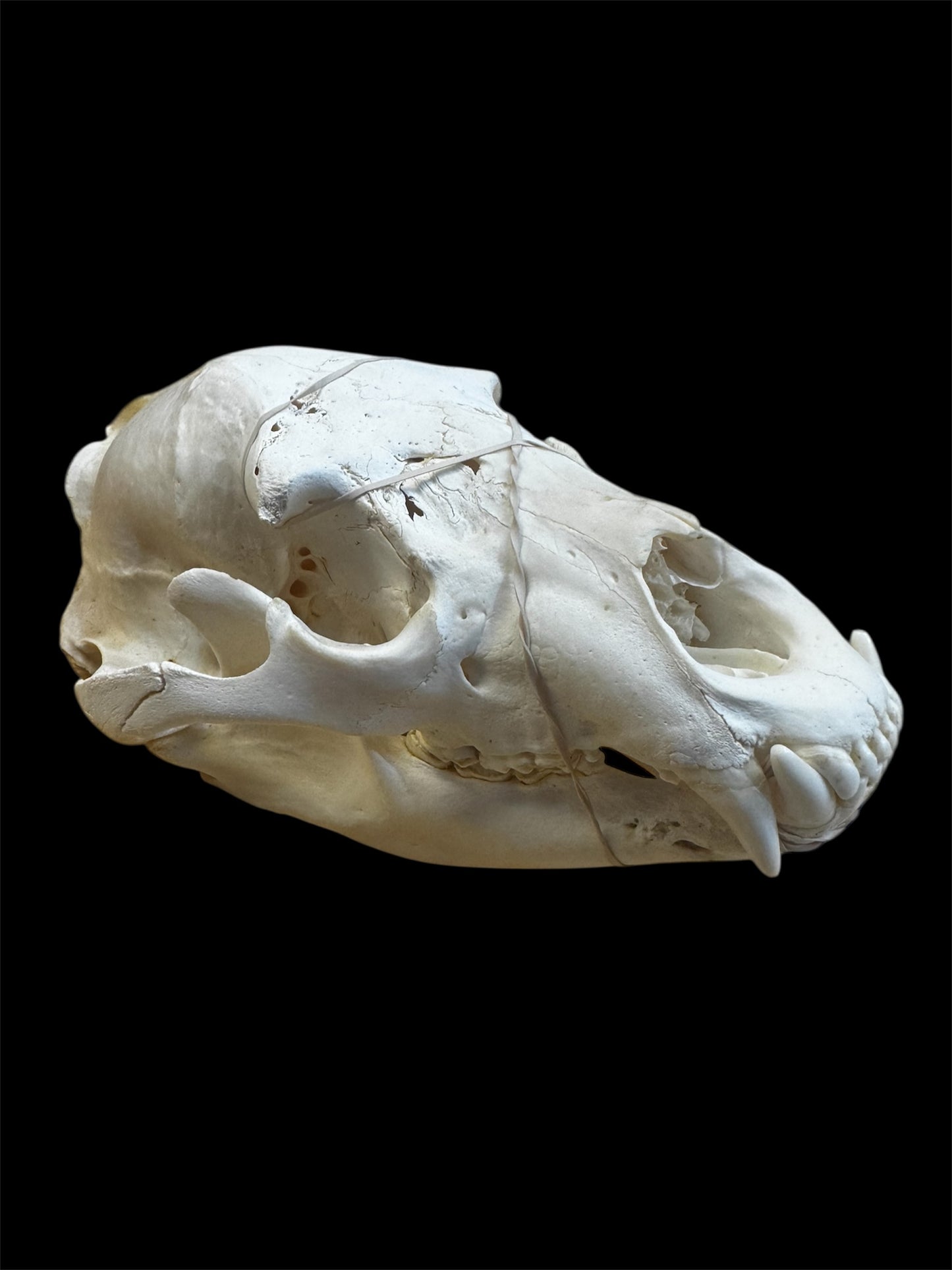 Taxidermy Black Bear Skull - Ethically Sourced - 11" Inches Long