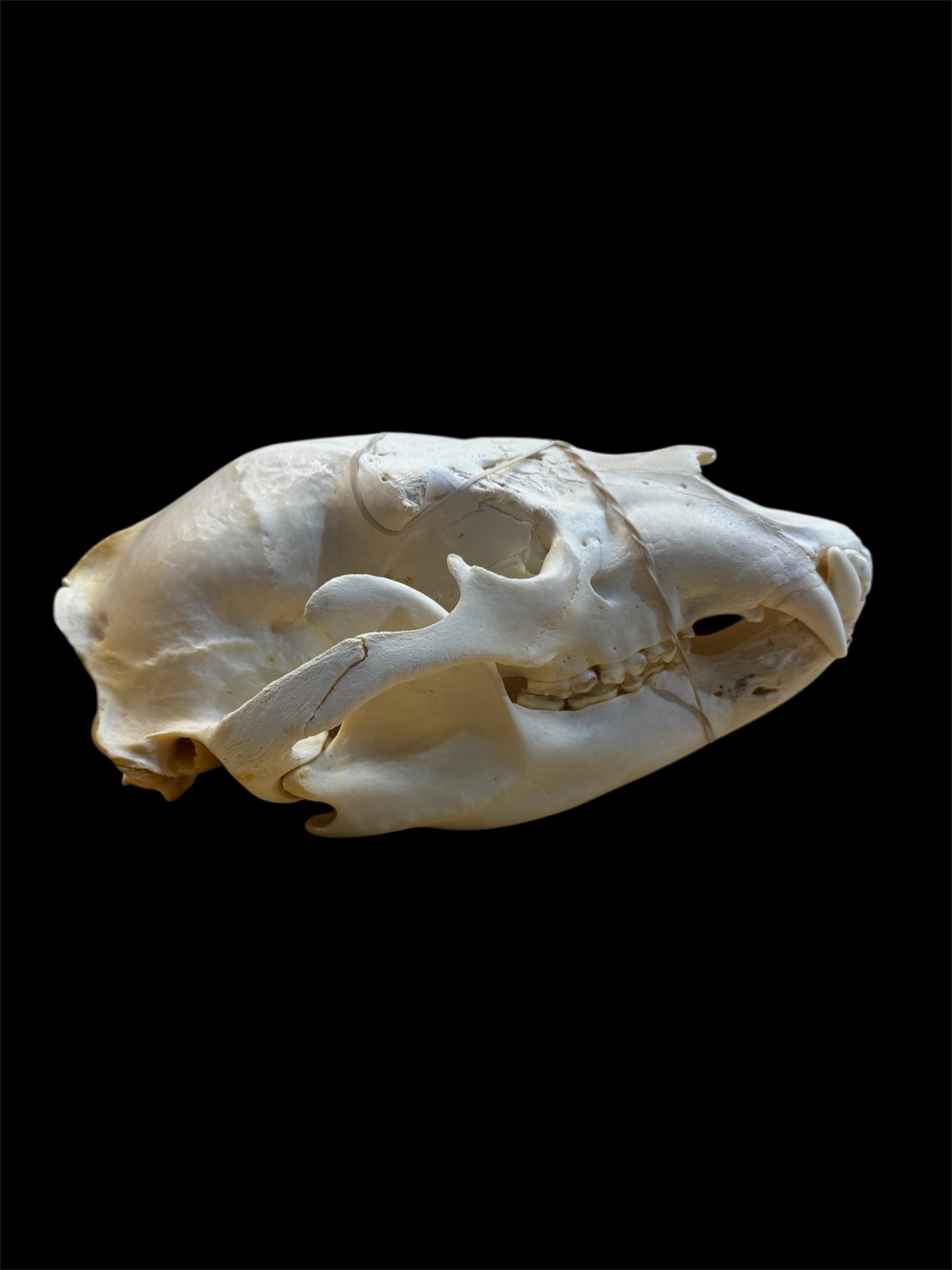 Taxidermy Black Bear Skull - Ethically Sourced - 11" Inches Long