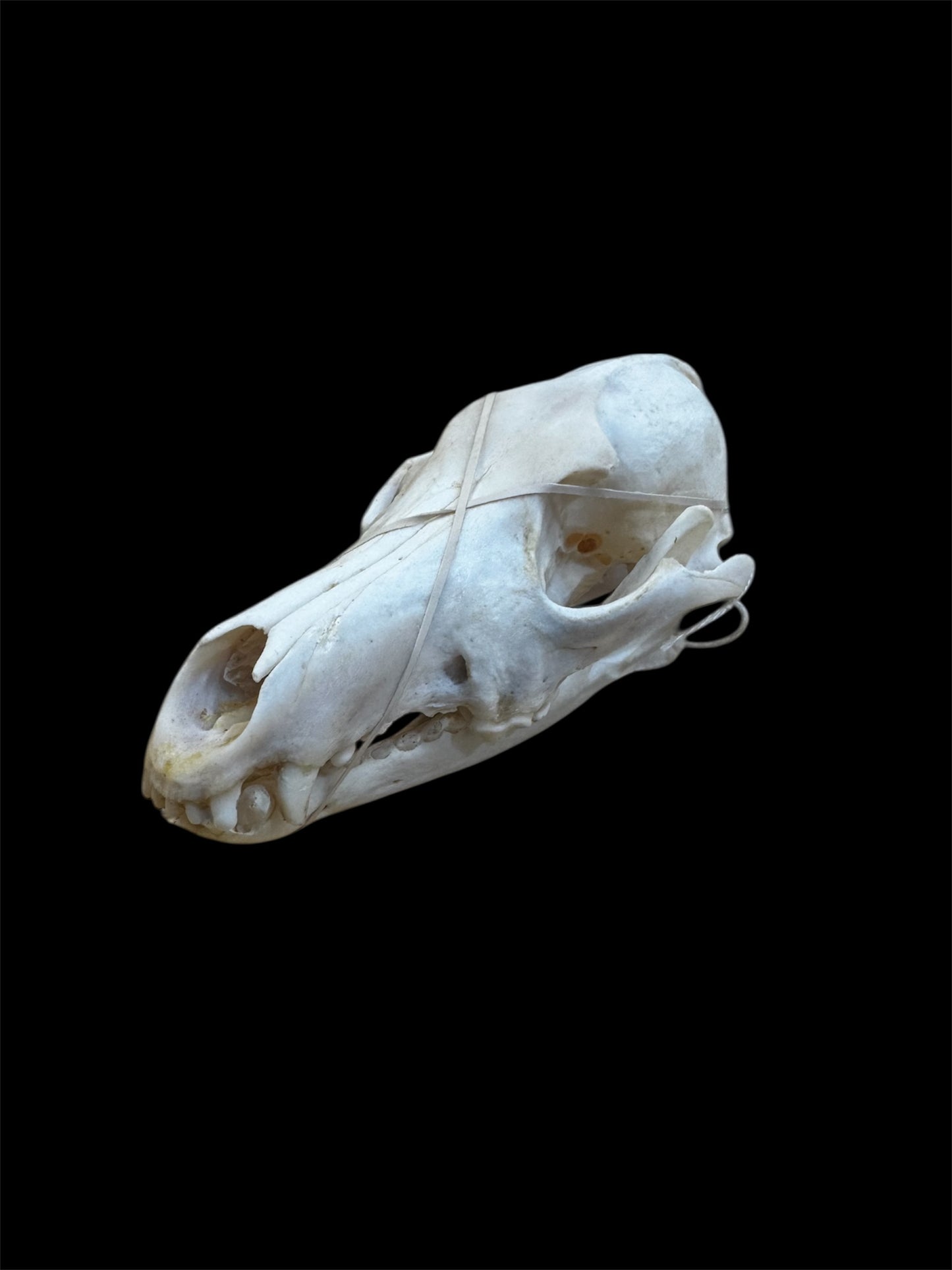 Taxidermy Coyote Skull - Ethically Sourced - 7" Inches Long