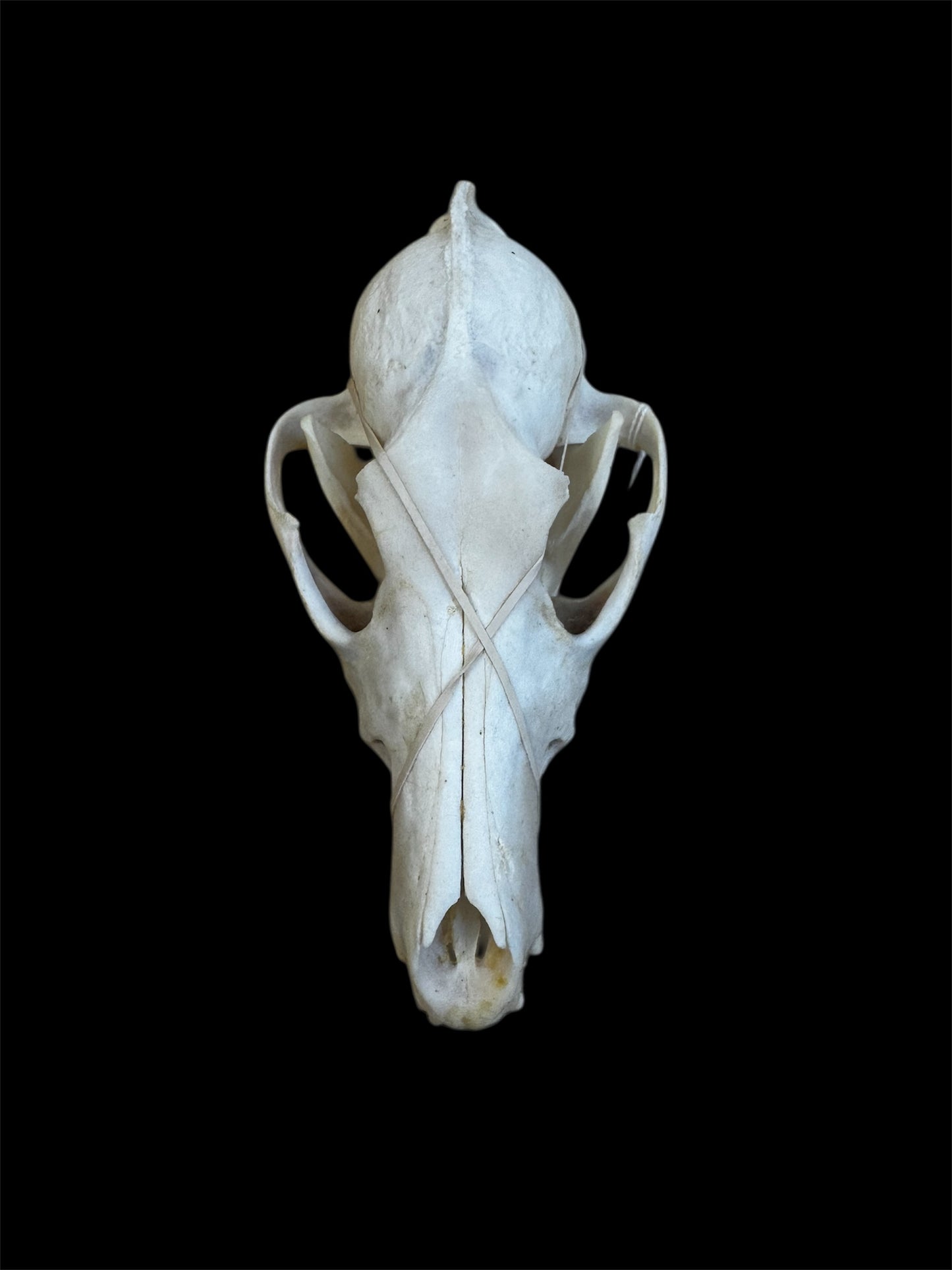 Taxidermy Coyote Skull - Ethically Sourced - 7" Inches Long
