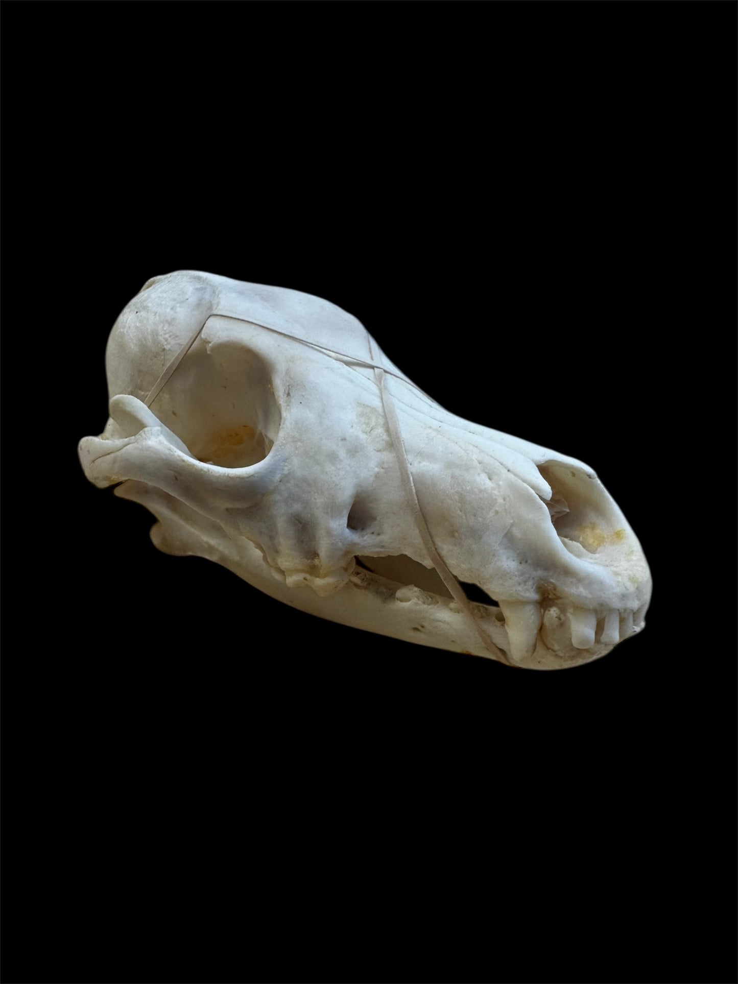 Taxidermy Coyote Skull - Ethically Sourced - 7" Inches Long