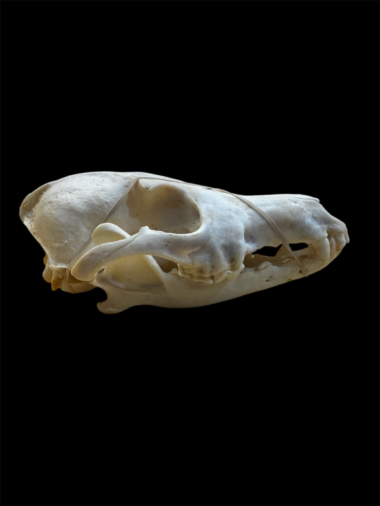 Taxidermy Coyote Skull - Ethically Sourced - 7" Inches Long