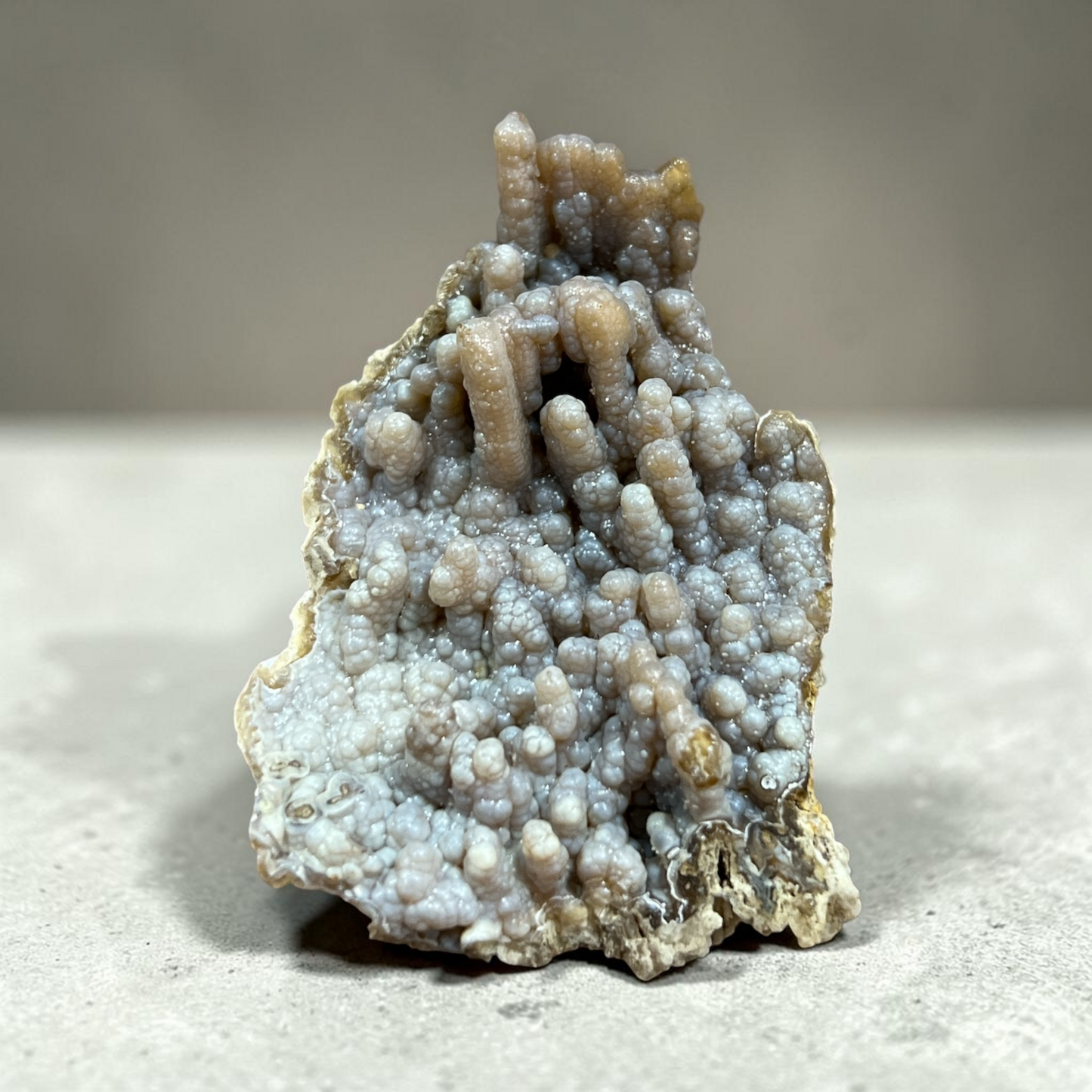 Agatized Coral (Western Florida Coast) 3-6 Inches