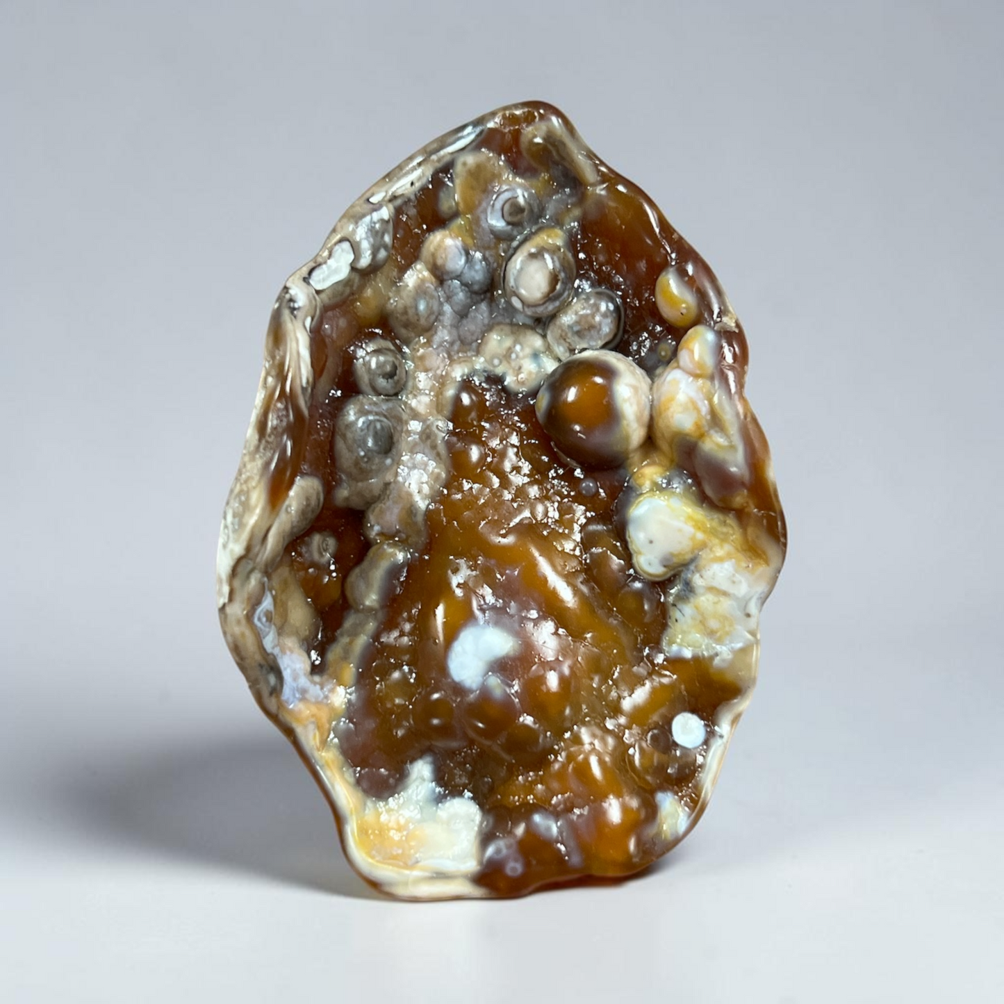 Agatized Coral (Western Florida Coast) 3-6 Inches