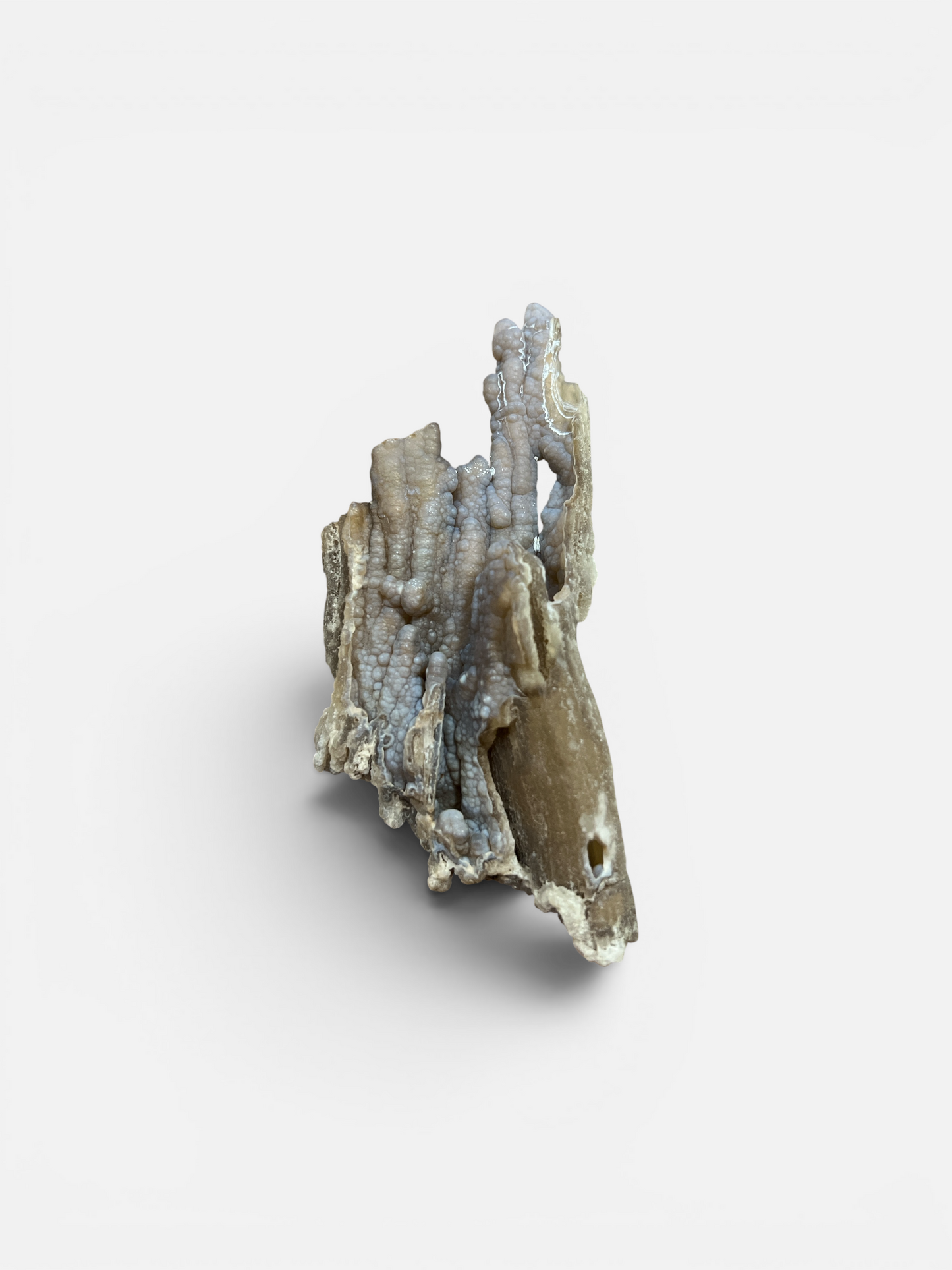 Agatized Coral (Western Florida Coast) 3-6 Inches