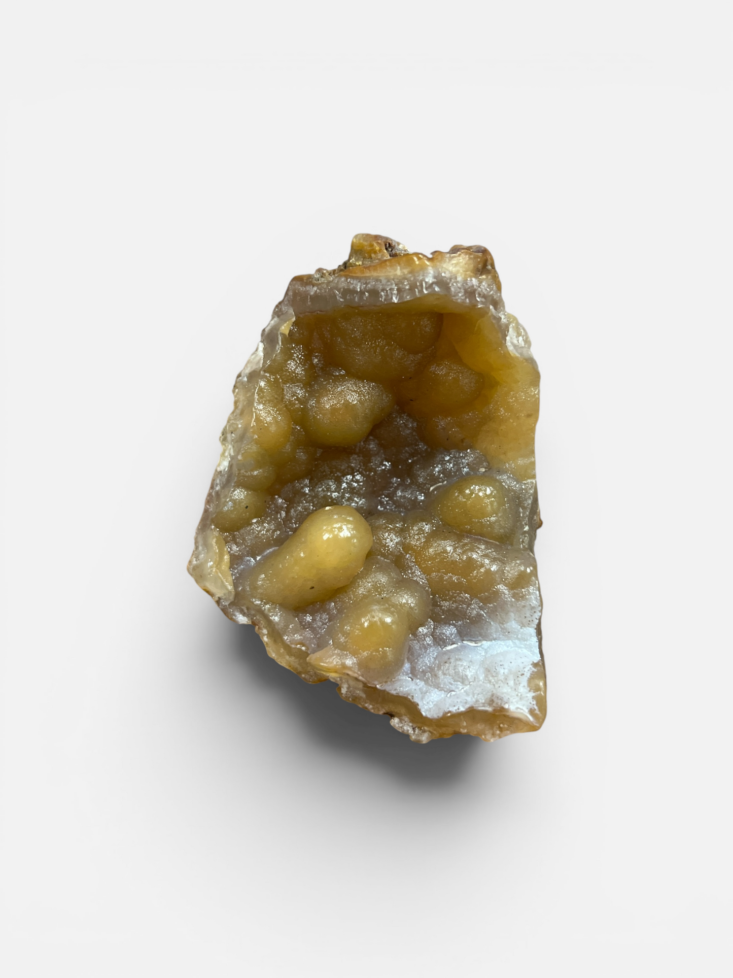 Agatized Coral (Western Florida Coast) 3-6 Inches