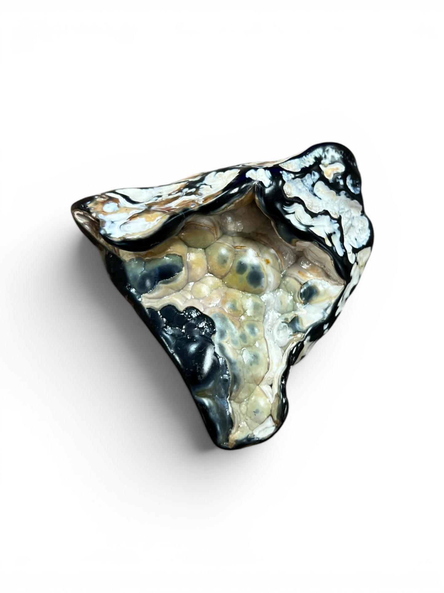 Agatized Coral (Western Florida Coast) 3-6 Inches