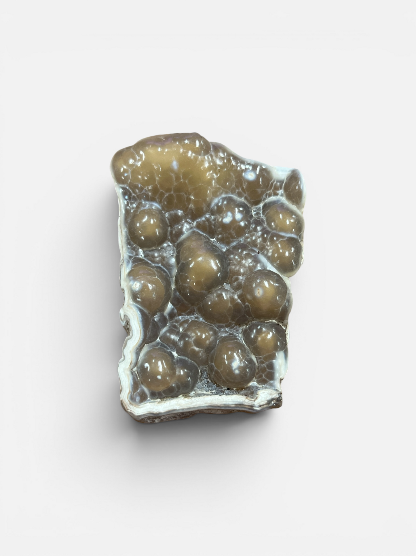 Agatized Coral (Western Florida Coast) 3-6 Inches