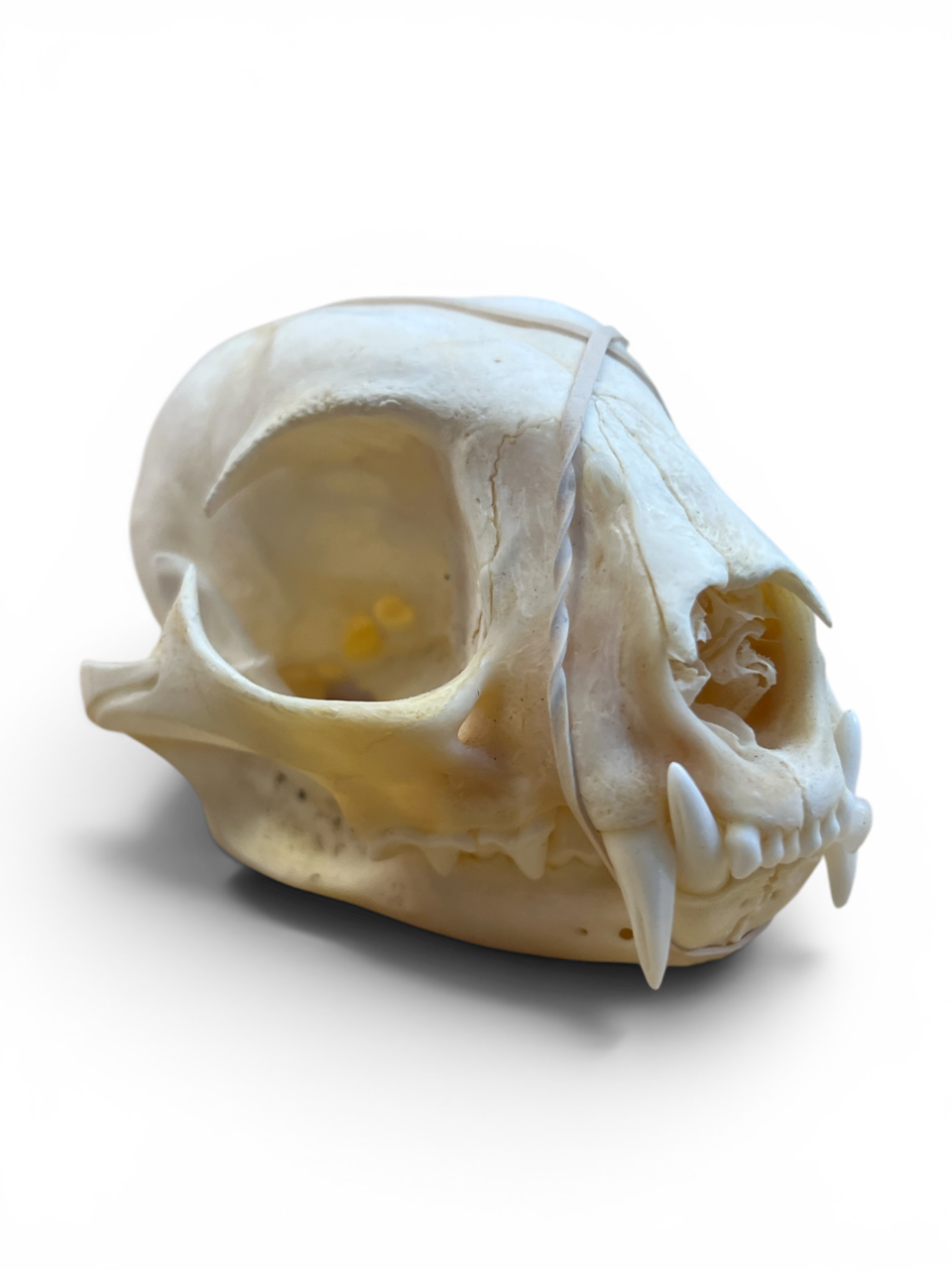 Real Bobcat Skull - Ethically Sourced - 4.75" x 2.75"
