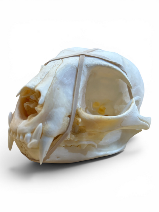 Real Bobcat Skull - Ethically Sourced - 4.75" x 2.75"