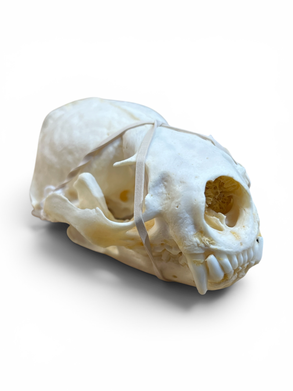 Real Otter Skull - Ethically Sourced - 4.5" x 2.5"