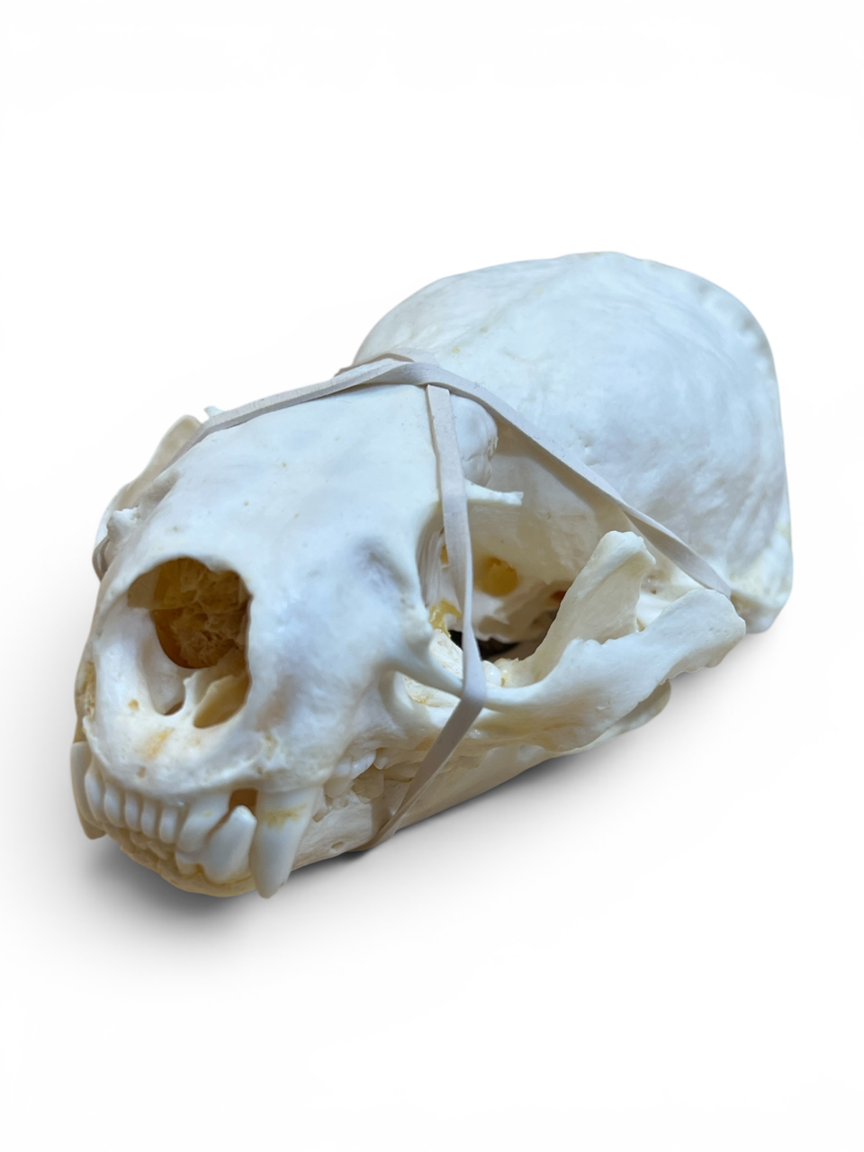 Real Otter Skull - Ethically Sourced - 4.5" x 2.5"